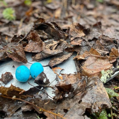 Chasse aux cocos d’oiseaux du Marais