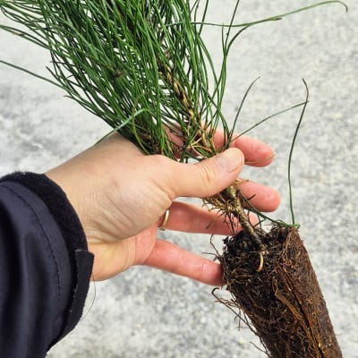 Journée Moi j'plante