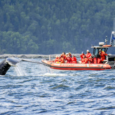 Whale-Watching Tour in a 12-Passager Zodiac