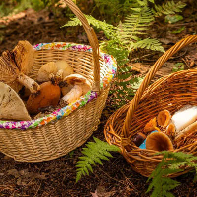 Mycology workshops by Dans l’bois