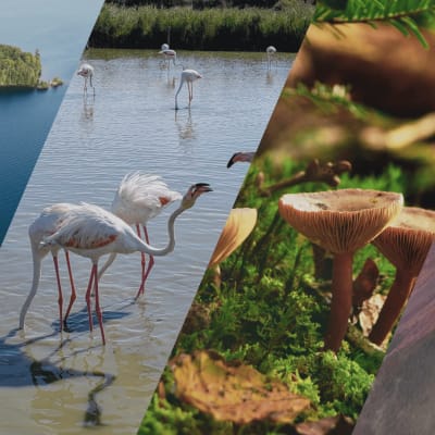 Bar des sciences : Climat et biodiversité