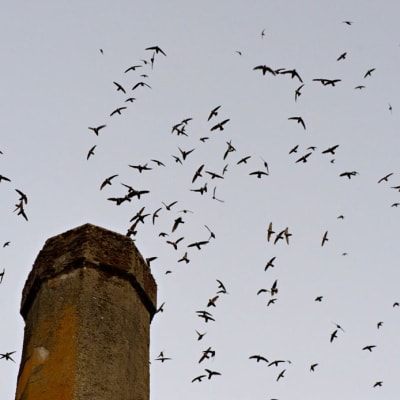  Conference: Meeting the Chimney Swift