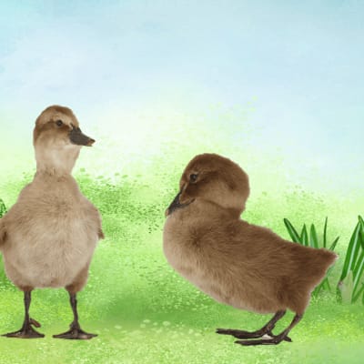 Activities for the long spring break.