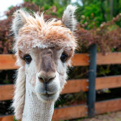 Walk with an Alpaca