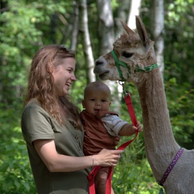 Walk With an Alpaca – Day and Evening