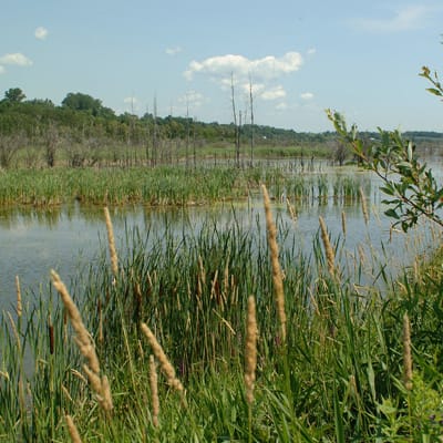 Marais Leon Provancher