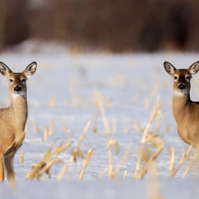 Marais Leon Provancher