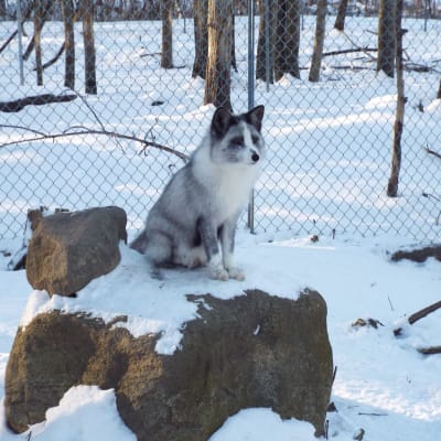 Musée de la Biodiversité du Québec