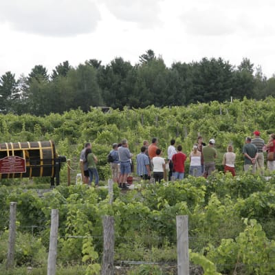 Le Vignoble Le Cep d'Argent