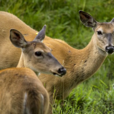 Ecomuseum Zoo