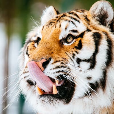 Zoo sauvage de Saint-Félicien