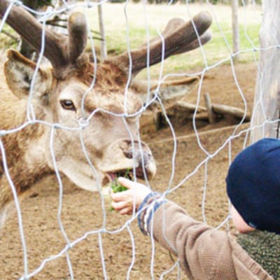 Visit the shelter's animals