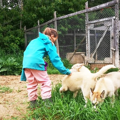 Visite du chenil de chiens de traîneau