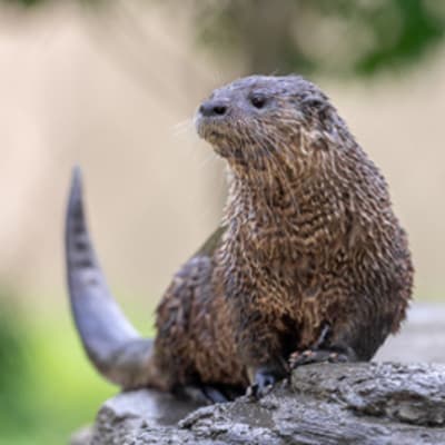 An exceptional discount at the Ecomuseum Zoo!