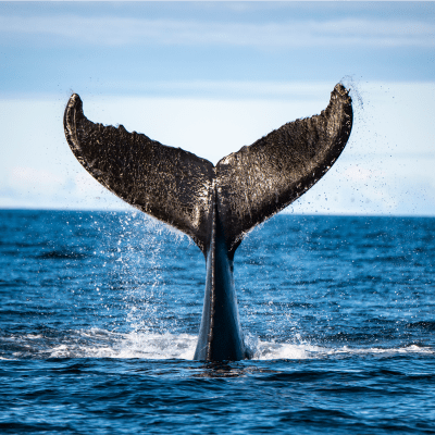 Whales of Quebec!