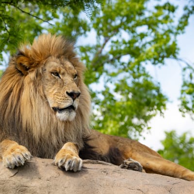 Zoo de Granby