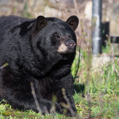 Déjeuner de l'ours
