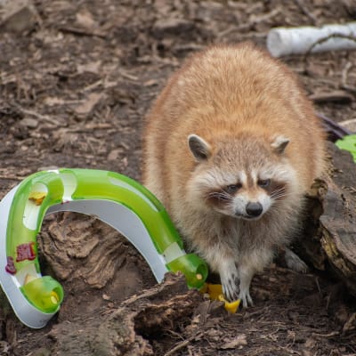 Breakfast for the Raccoons