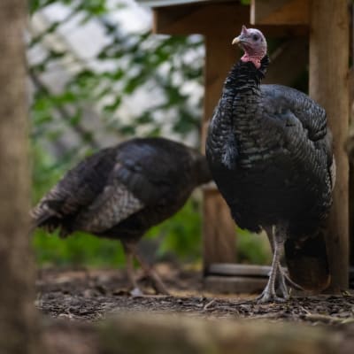 Animation au Zoo Ecomuseum, spécial Action de grâce!