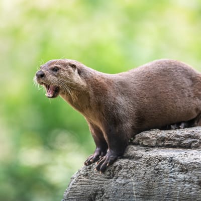 L'été au Zoo Ecomuseum