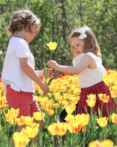 Tulipes autocueillette (Laval)