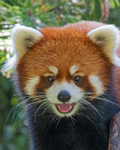 Zoo & Amazoo Package - 1 day