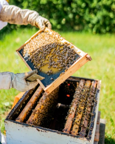 Miel Pur Délice - A beekeeper and a hive of bees