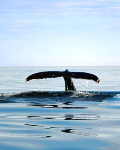 alliance_eco_baleine_1