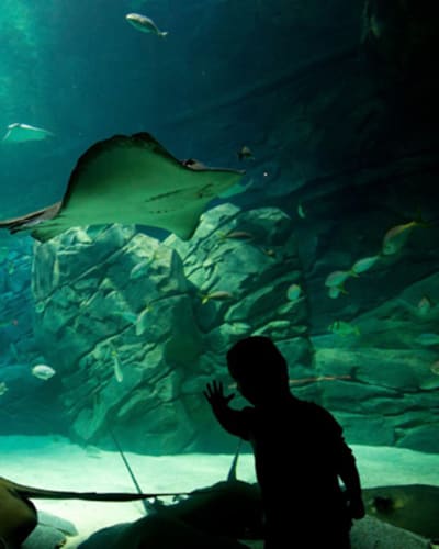 aquarium_de_montreal_1