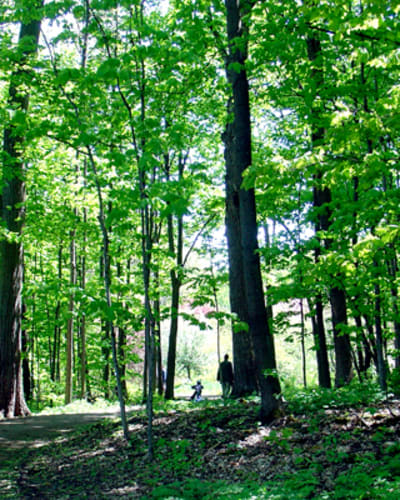 arboretum_morgan_1