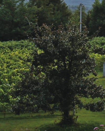Au Vignoble d'Orford
