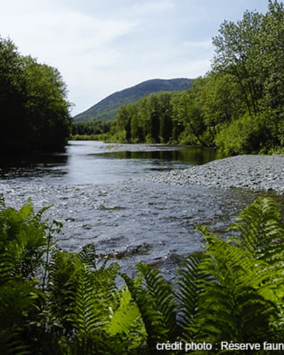 camping_de_la_reserve_faunique_de_matane_1