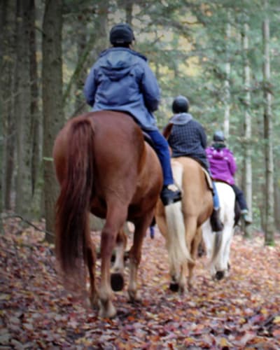 camping_ferme_pegasus_1