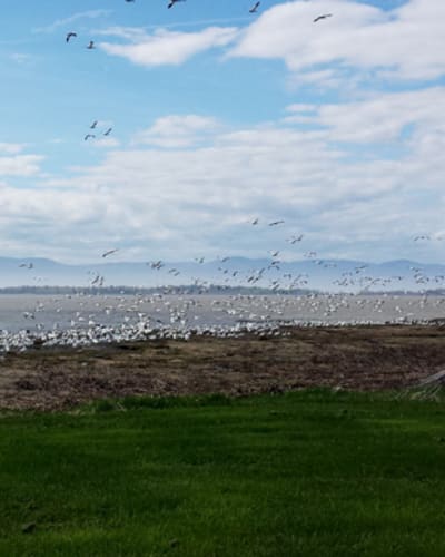 camping_municipal_de_lisle_aux_grues_1