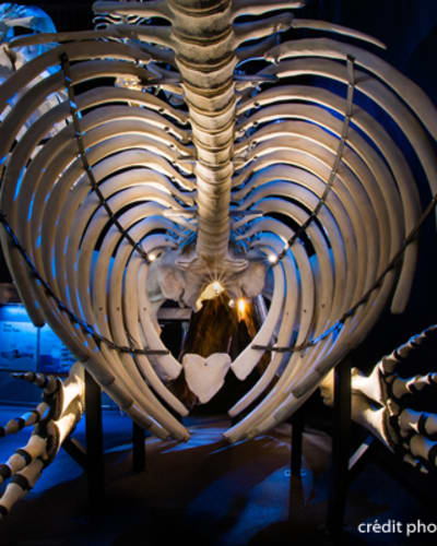 centre_dinterpretation_des_mammiferes_marins_cimm_1