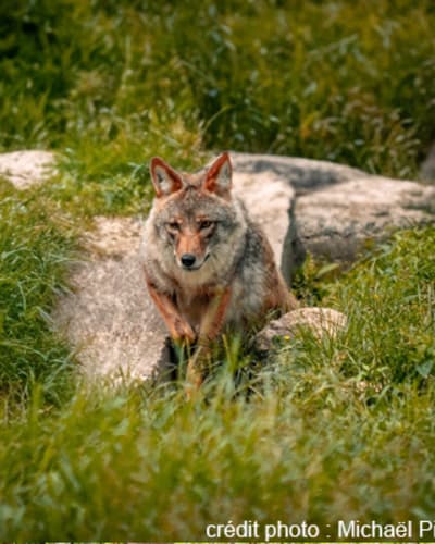 centre_dobservation_de_la_faune_et_dinterpretation_de_lagriculture_de_falardeau_1