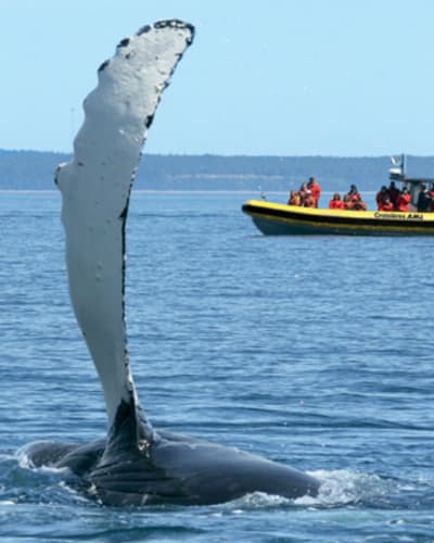 AML Cruises (Charlevoix)