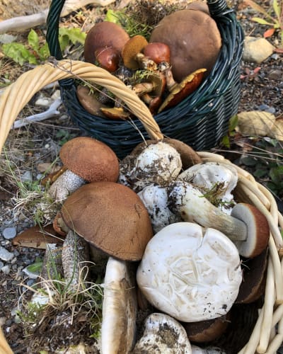 decouvrez_les_champignons_forestiers_du_bas_saint_laurent_1