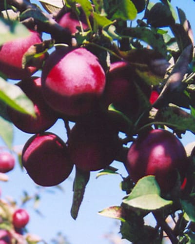domaine_leduc_piedimonte_1