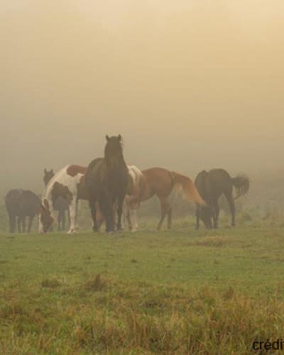 equitation_jacques_robidas_1