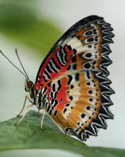 Insectarium - Espace pour la vie