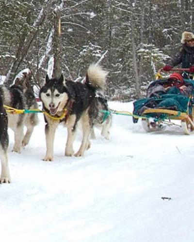 expedition_wolf_inc_1