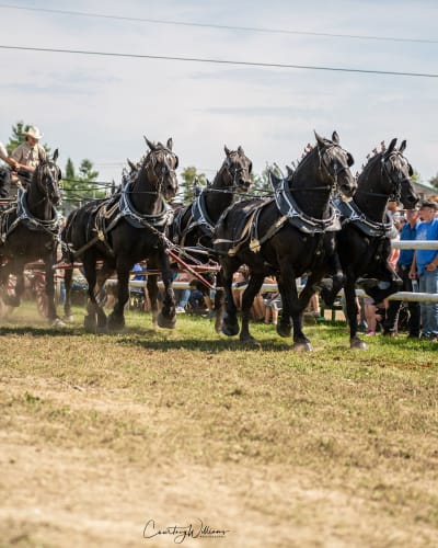 exposition_agricole_de_shawville_1