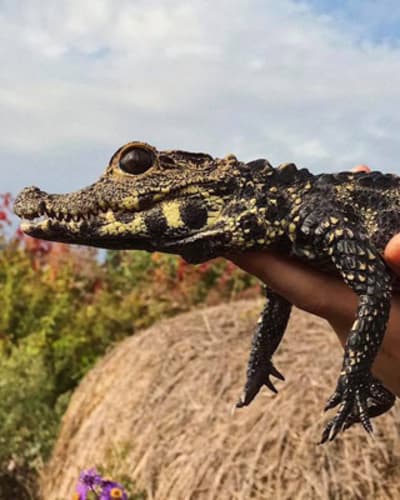 ferme_des_reptiles_exotarium_1