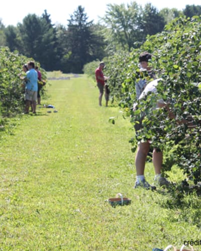 ferme_ethier_les_fruits_soleil_1