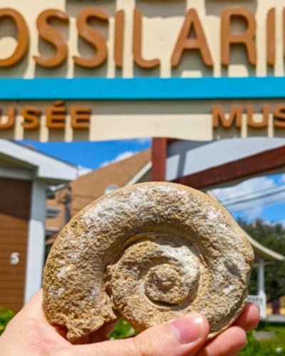 fossilarium_1
