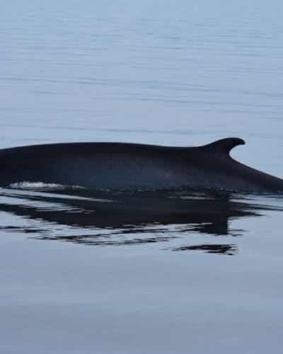 groupe_de_recherche_et_deducation_sur_les_mammiferes_marins_gremm_1