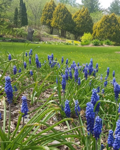 jardins_moore_gardens_1