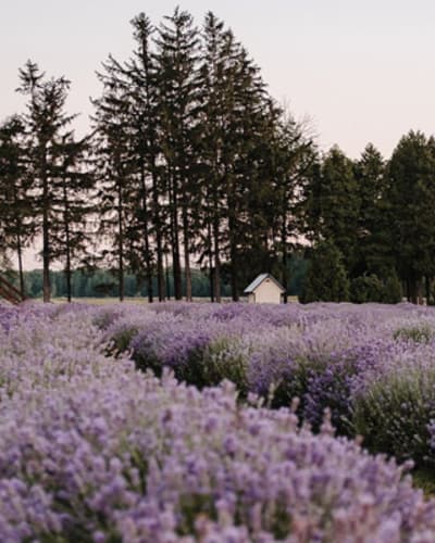 la_maison_lavande_culture_et_parfumerie_1