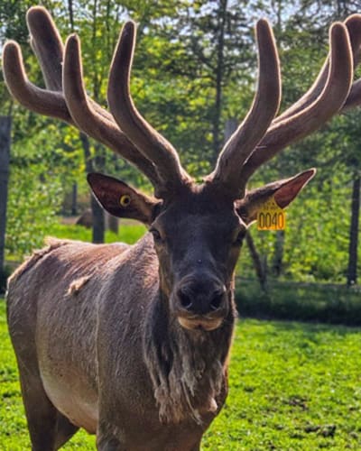 la_vallee_du_wapiti_1